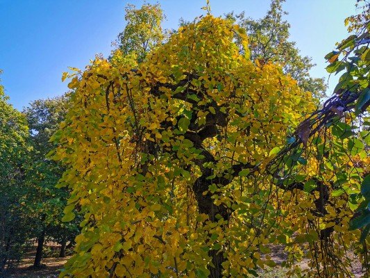 park-orfeev-dol-gallery-14