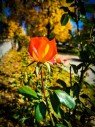 fontant-pri-izvor-momina-slza-gallery-8